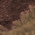 Fawn/ Espresso Brown
