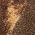 Realtree Edge/ Brown