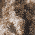 Realtree Edge/ Coyote Brown