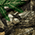 Realtree Edge
