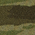 Olive Drab Green