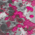 Pink Raspberry